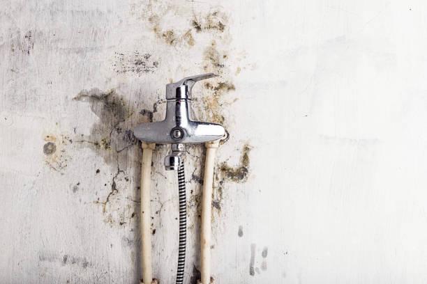 Best DIY Mold Remediation Support Services in Palmdale, CA