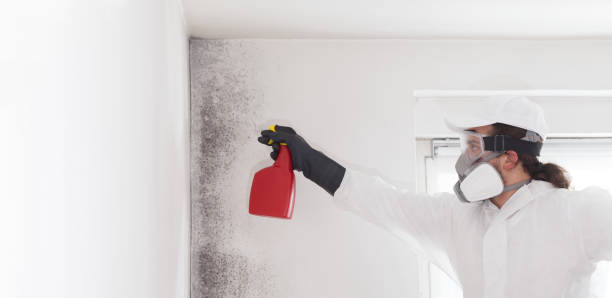 Best Bathroom Mold Remediation in Palmdale, CA