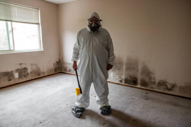 Reliable Palmdale, CA Mold Remediation Solutions